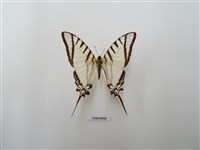 藏品(新熱帶區蝴蝶)的圖片